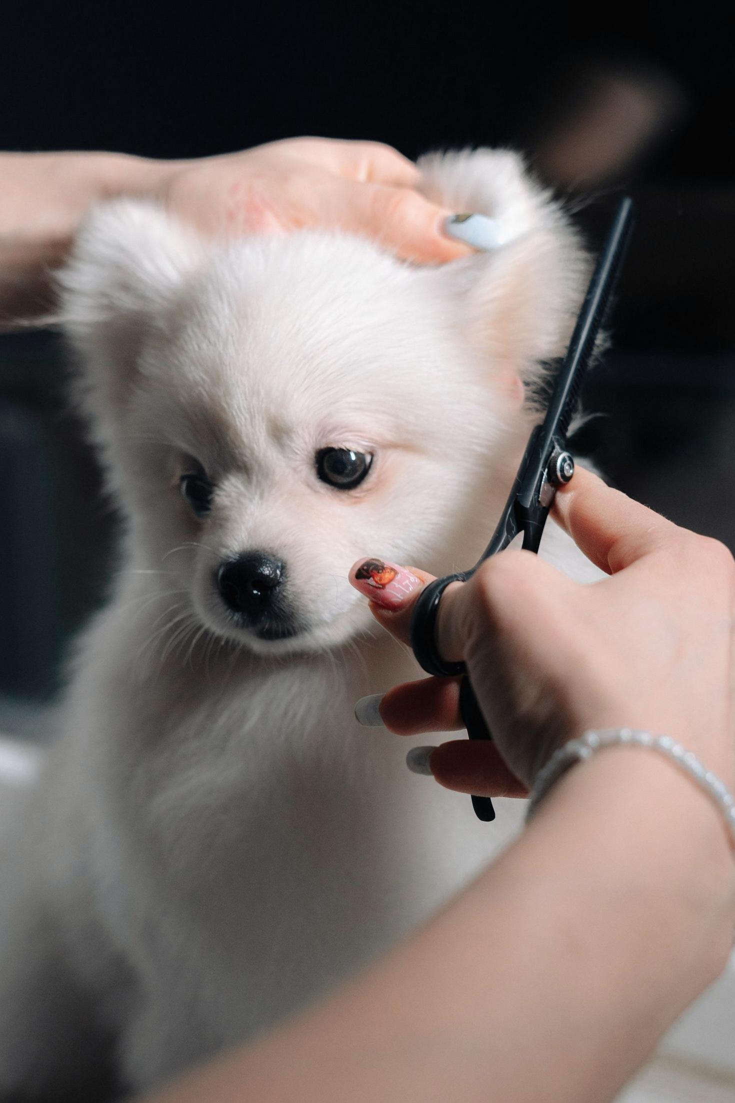 Puppy Package 1