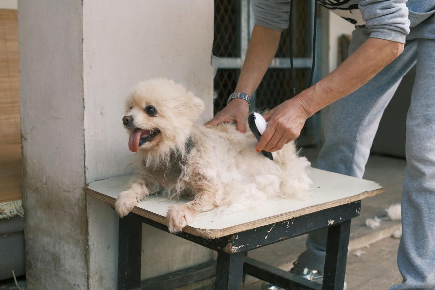 Puppy Tidy Up