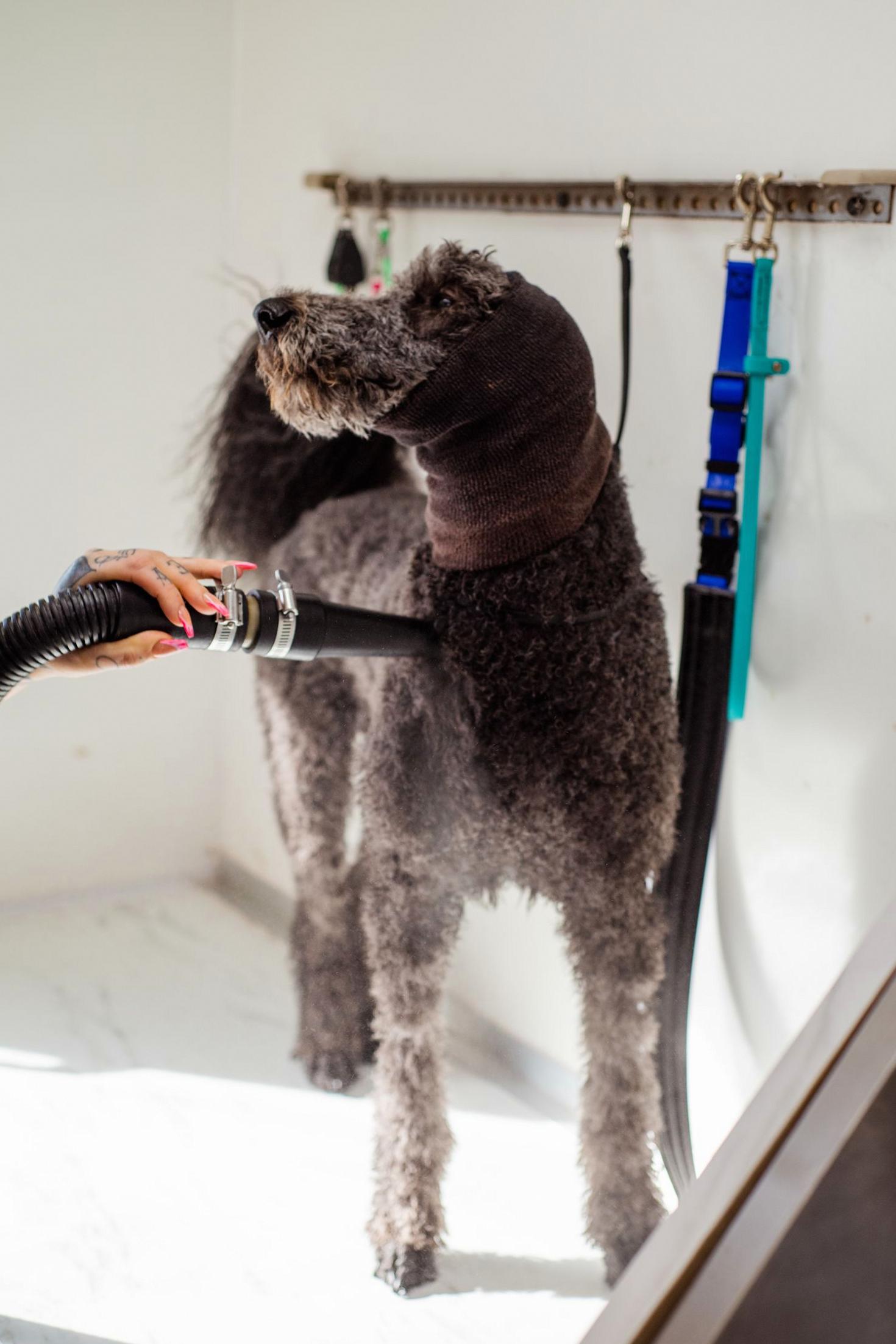 Pet grooming visual