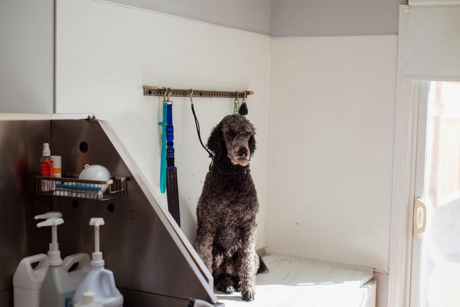 Luxury Pet Grooming Salon Interior
