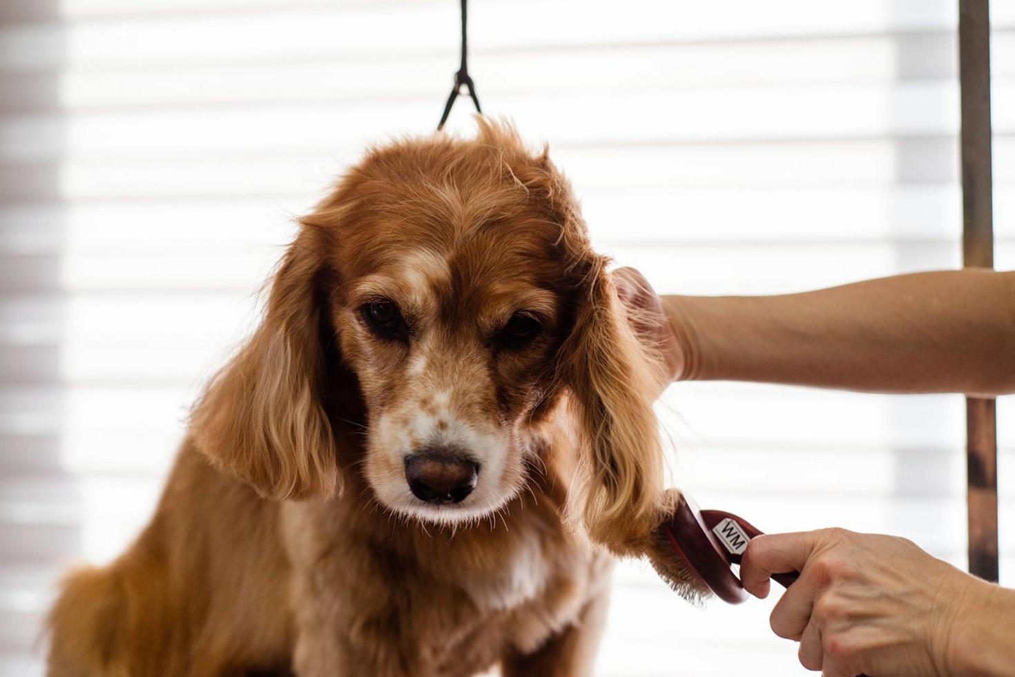 Puppy Trim