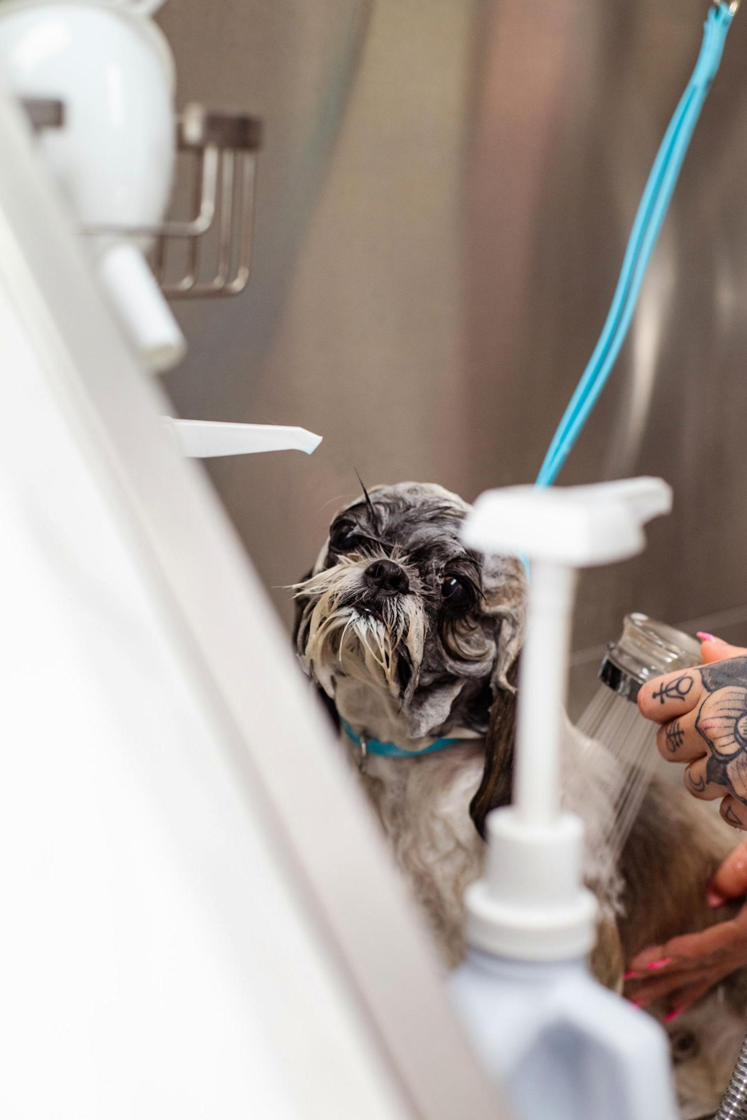 Dog bath
