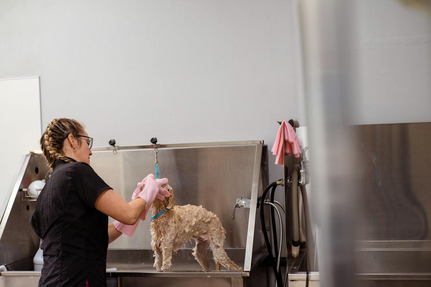 Puppy First Bath