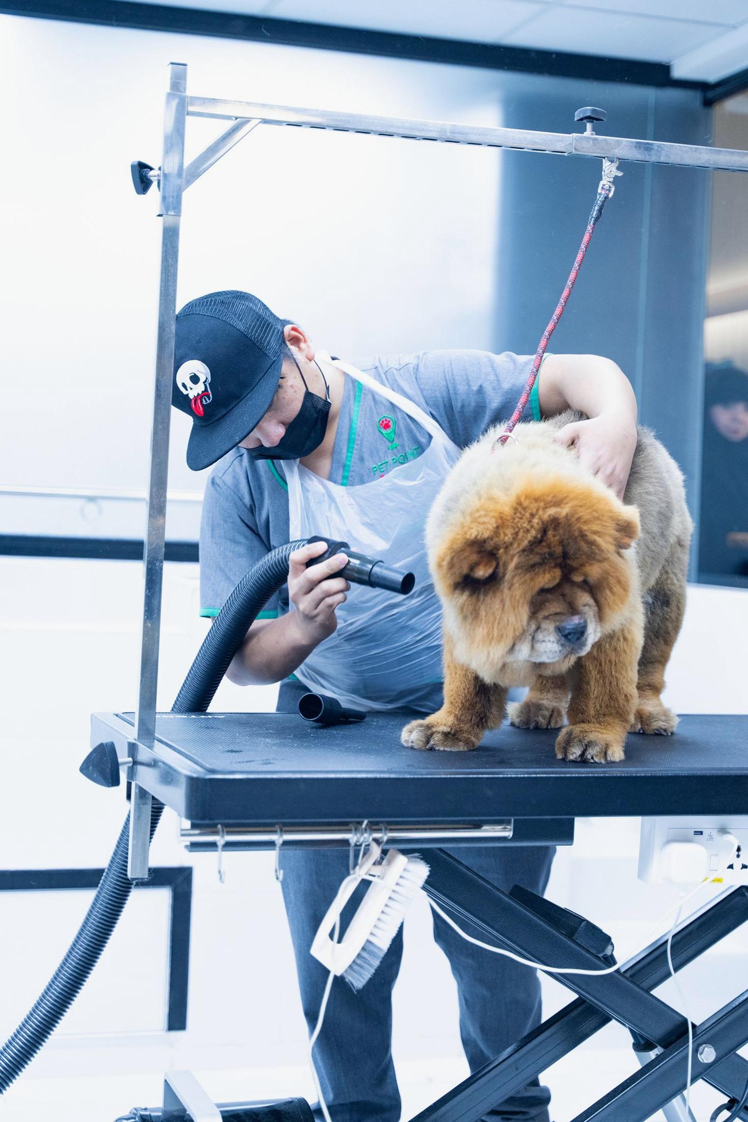 Puppy Package 3