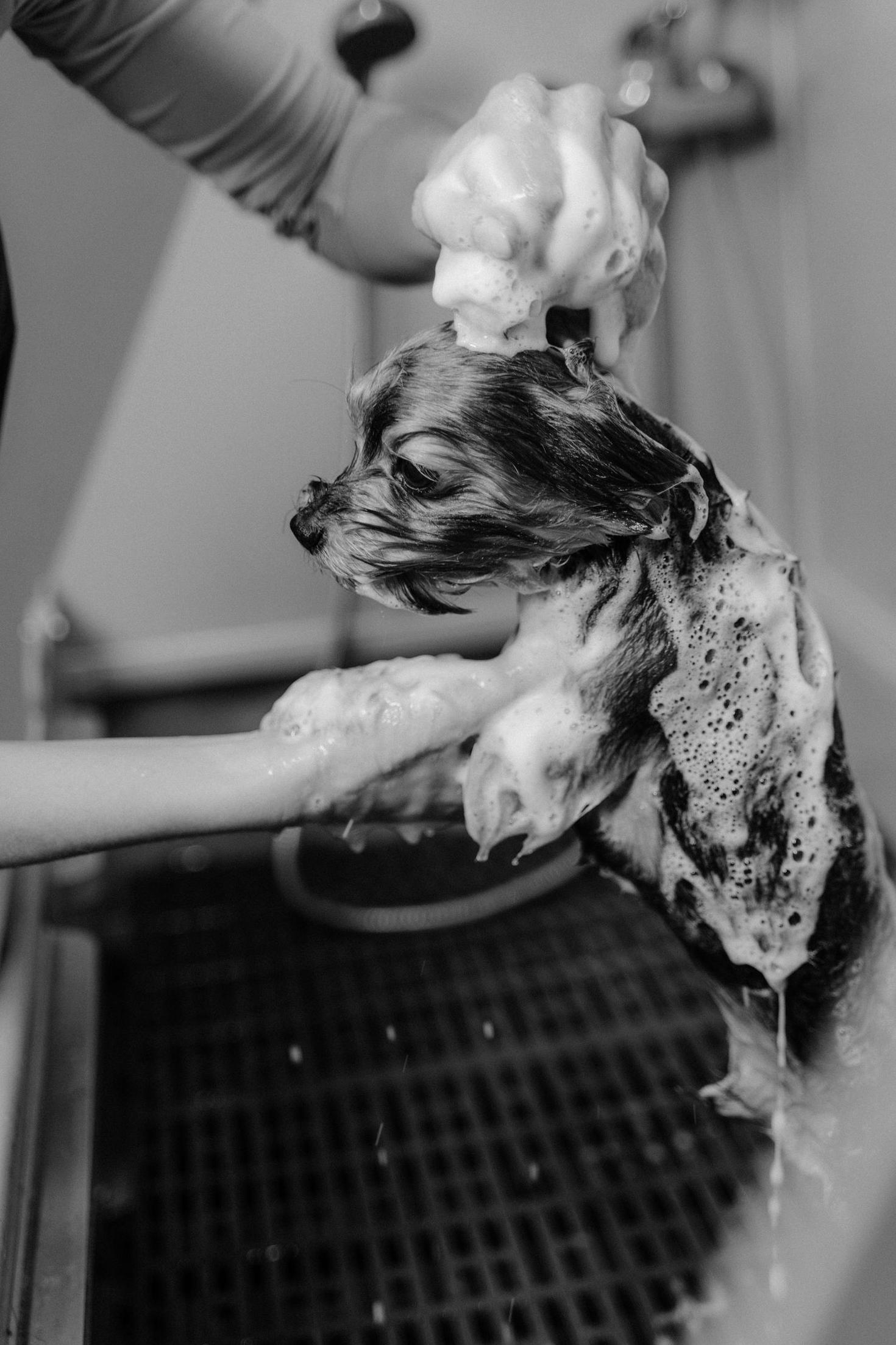 Groomer caring for a small dog