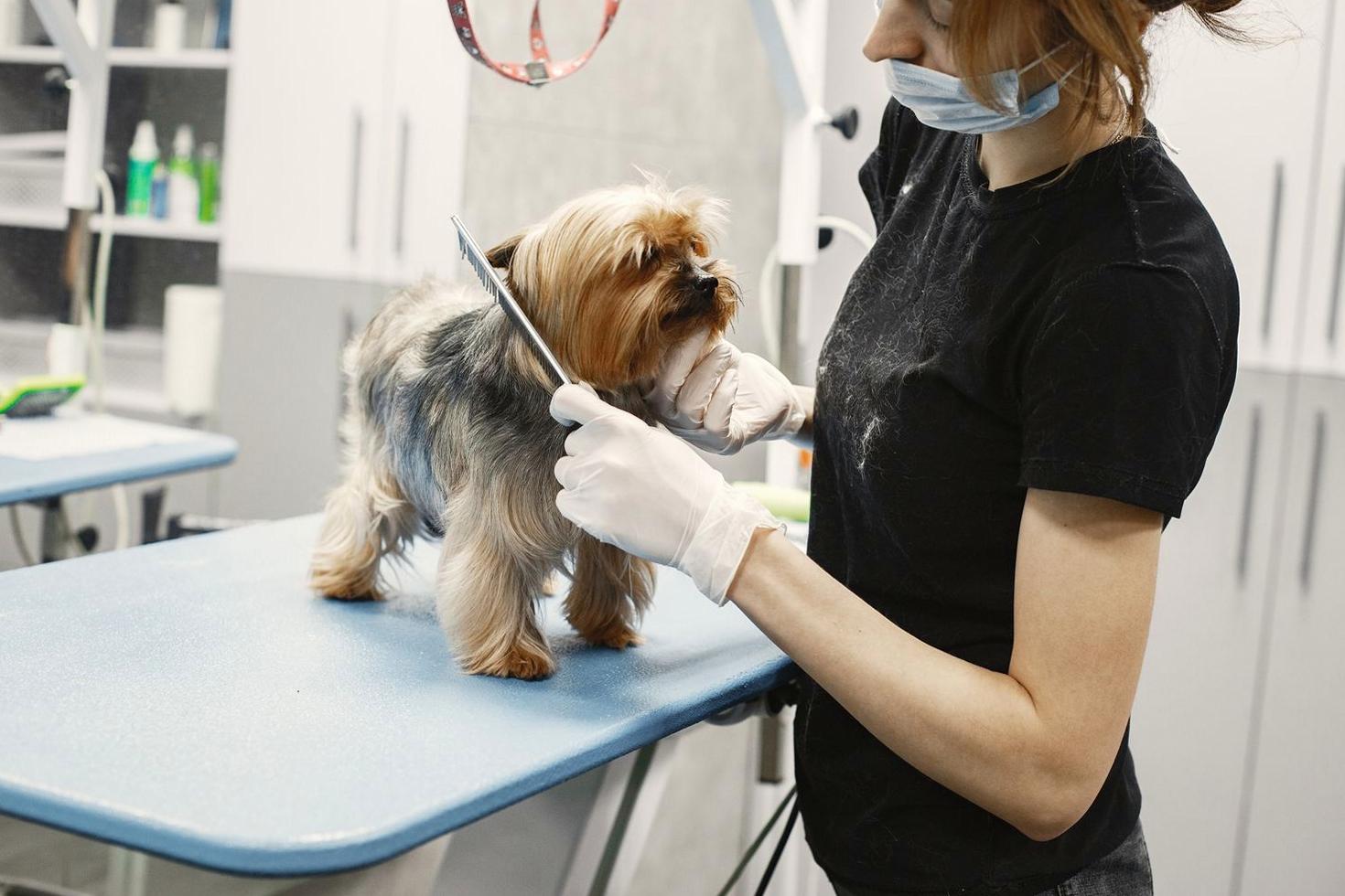 Puppy Ear Cleaning