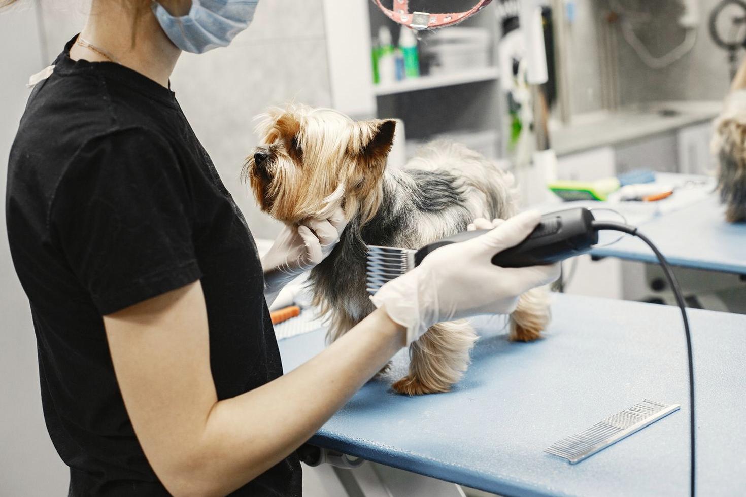 Professional Grooming Session