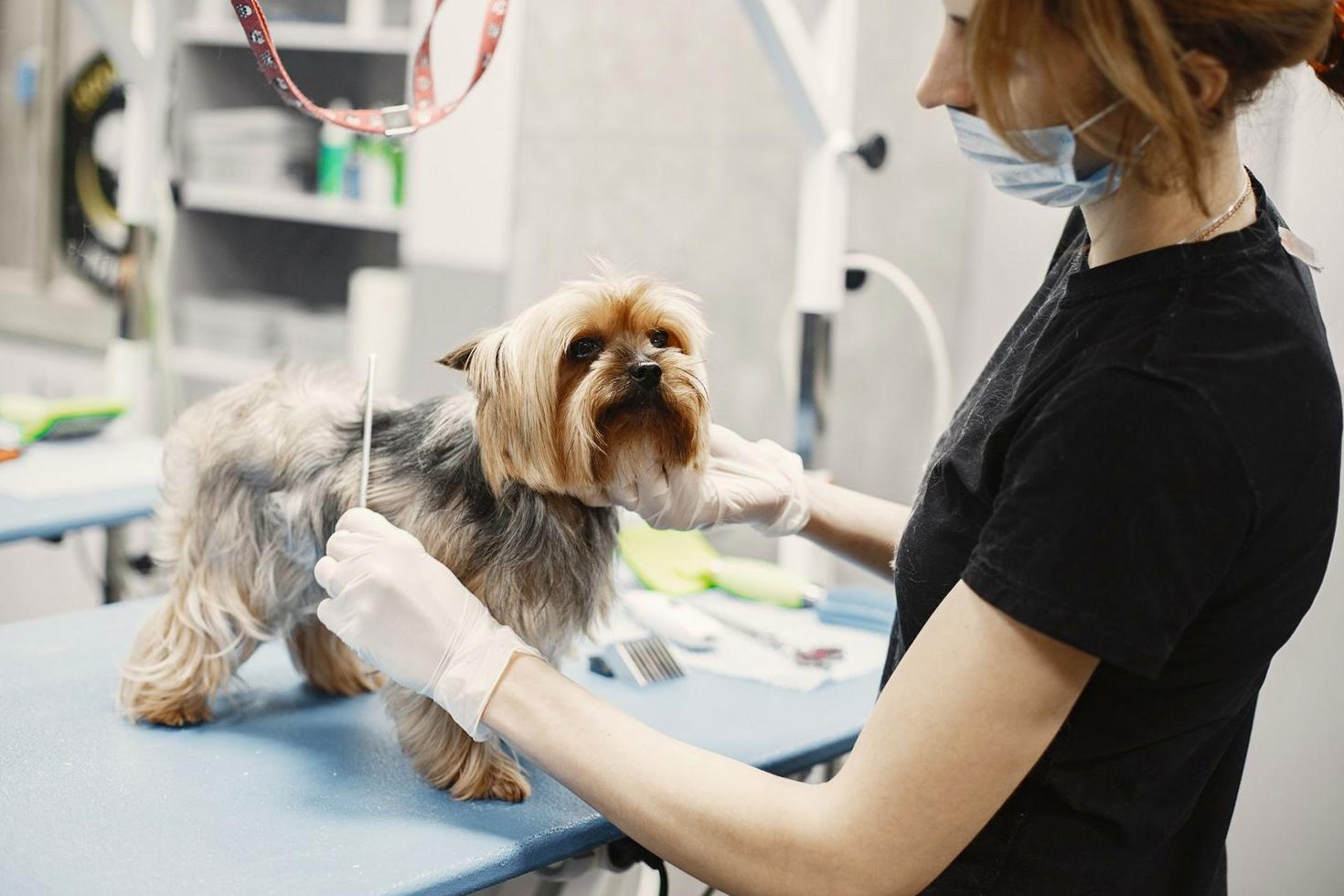 Puppy Nail Care