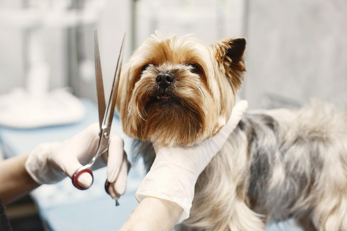 Our Expert Groomer